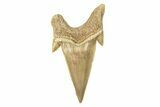 Fossil Shark Tooth (Otodus) - Large & High Quality #259884-1